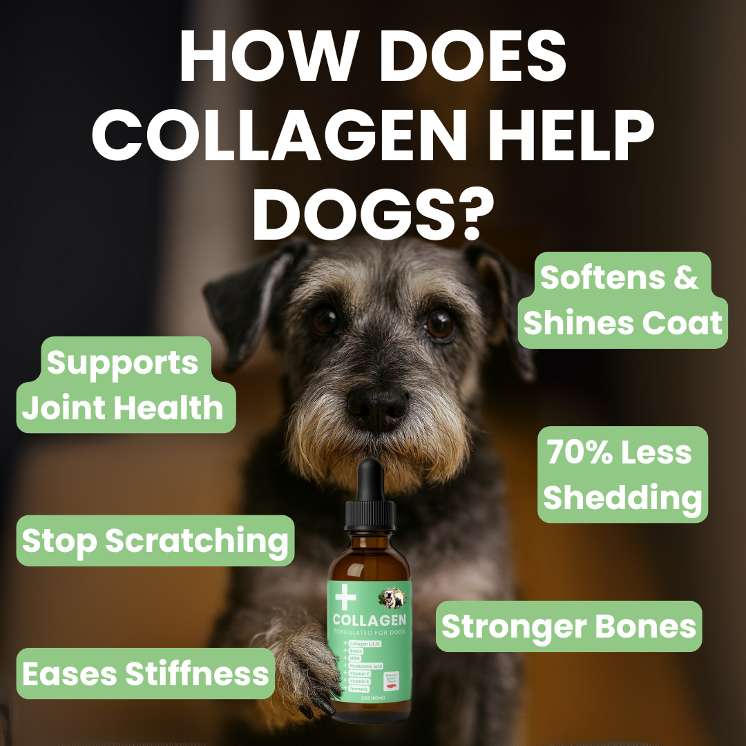 Specialized Collagen for Dogs