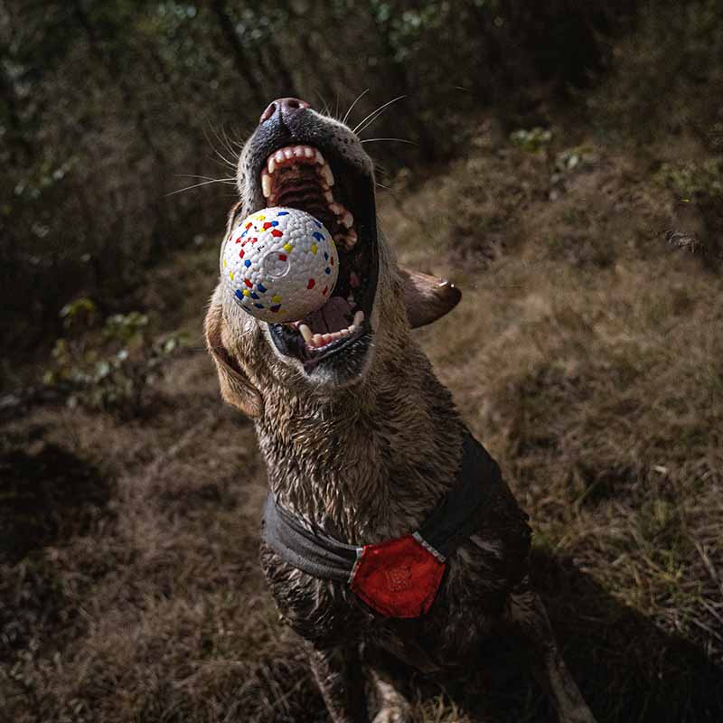 Chewtastic #1 Dog Ball