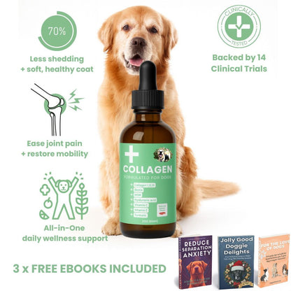 Premium Collagen Helps Your Dog Stay Active & Pain-Free