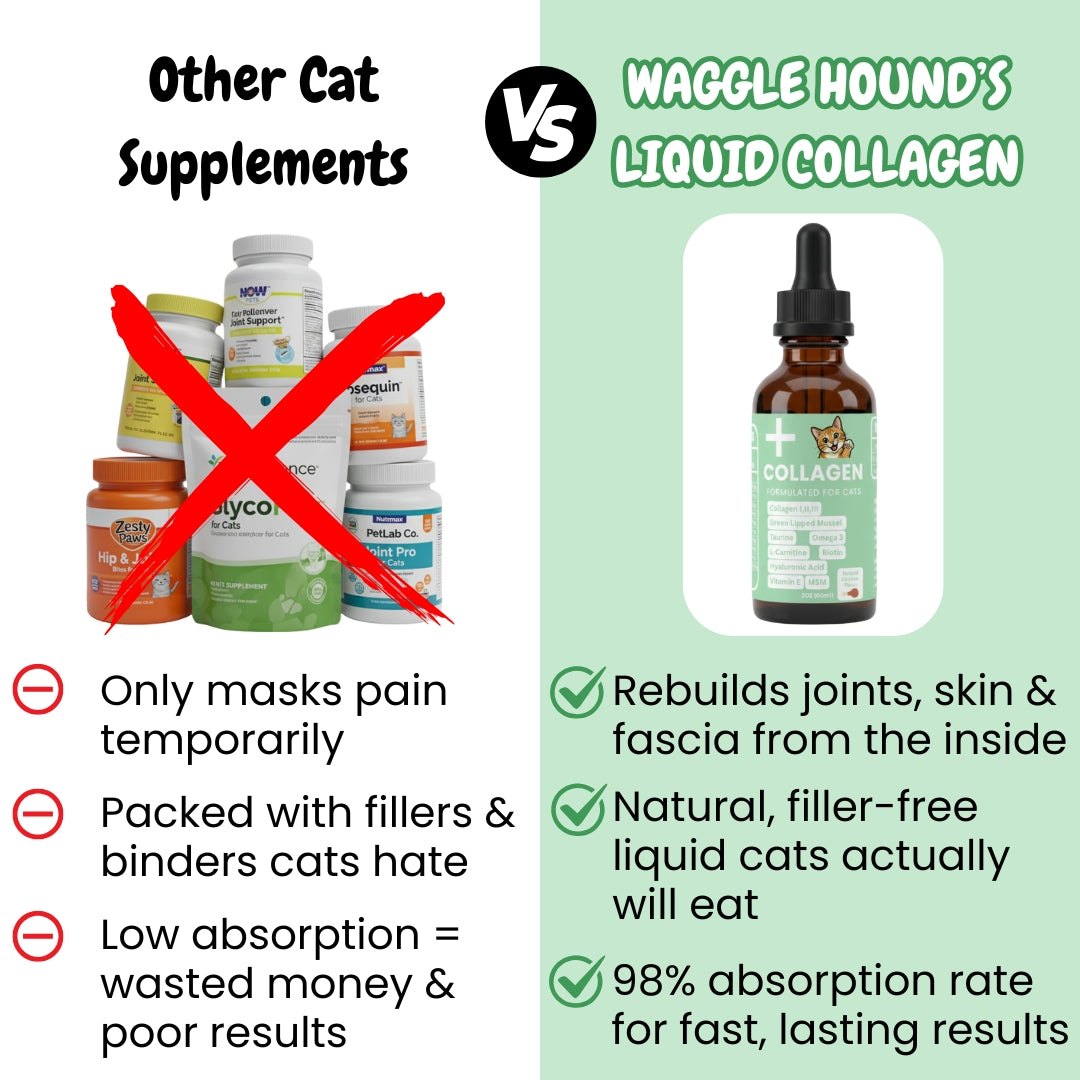 Premium Collagen Helps Your Cat Stay Healthy & Pain-Free