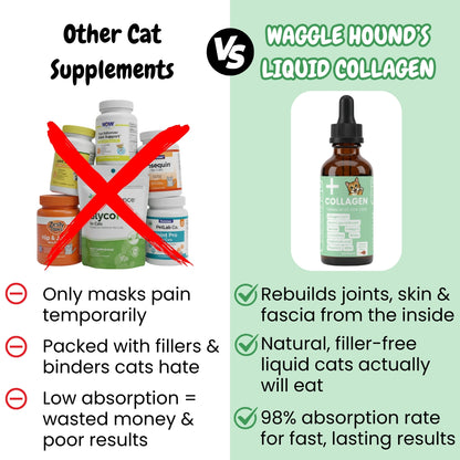 Premium Collagen Helps Your Cat Stay Healthy & Pain-Free