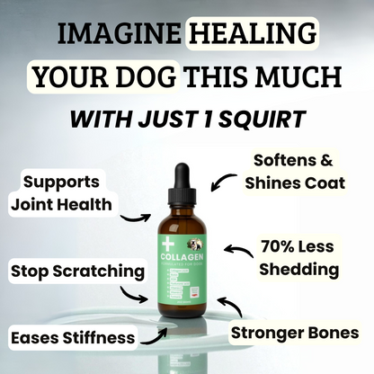 Specialized Collagen for Dogs